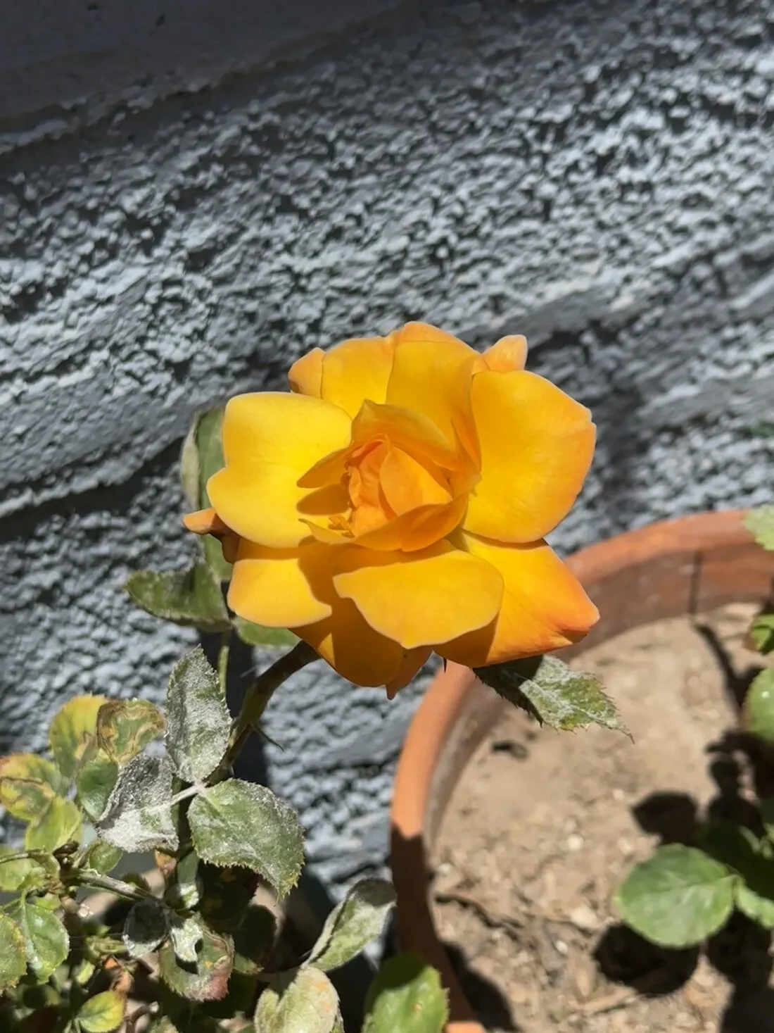 A yellow rose against a textured wall